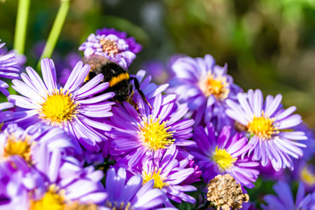 Beautiful wild flower winged bee on background foliage meadow, photo consisting of wild flower bee...