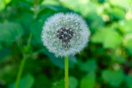 Beautiful wild growing flower seed dandelion on background meadow, photo consisting of wild growing...