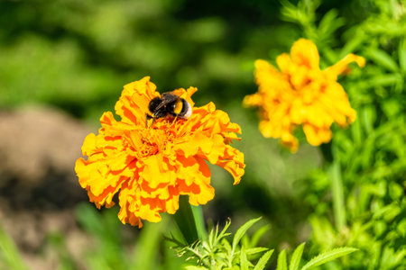 Fine wild growing flower marigold calendula on background meadow, photo consisting of wild growing flower marigold calendula to grass meadow, wild growing flower marigold calendula at herb meadowの写真素材
