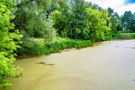 Beautiful grass swamp reed growing on shore reservoir in countryside to colored background, photography consisting of wild grass swamp reed at wet water, grass long swamp reed from natural natureの写真素材