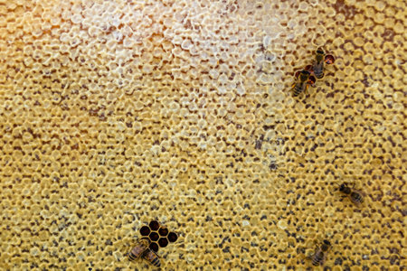 Abstract hexagon structure is honeycomb from bee hive filled with golden honey, honeycomb summer composition consisting of gooey honey from bee village, honey rural of bees honeycombs to countrysideの写真素材