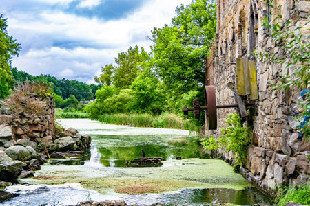 Beautiful grass swamp reed growing on shore reservoir in countryside to colored background, photography consisting of wild grass swamp reed at wet water, grass long swamp reed from natural natureの写真素材