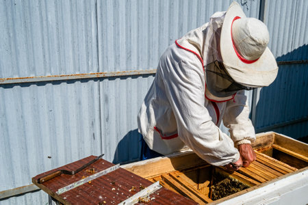 Winged bee slowly flies to beekeeper collect nectar on private apiary from live flowers, apiary...