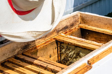 Winged bee slowly flies to beekeeper collect nectar on private apiary from live flowers, apiary consisting of village beekeeper, floret dust on bee legs, beekeeper for bees on background large apiaryの写真素材