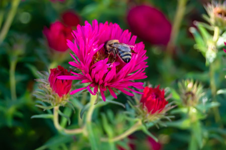 Beautiful wild flower winged bee on background foliage meadow, photo consisting of wild flower bee slowly flies to grass meadow collect nectar for honey, wild flower bee at herb meadow countrysideの写真素材