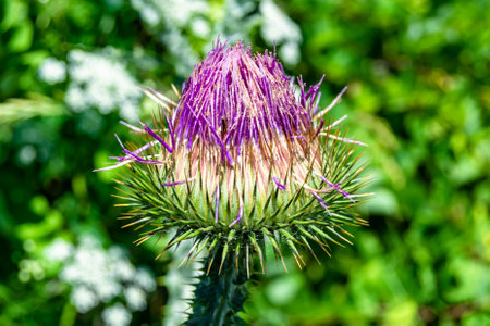 Beautiful growing flower root burdock thistle on background meadow, photo consisting from growing flower root burdock thistle to grass meadow, growing flower root burdock thistle at meadow countrysideの写真素材