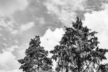Photography on theme large beautiful autumn spruce tree on background bright sky, photo consisting...