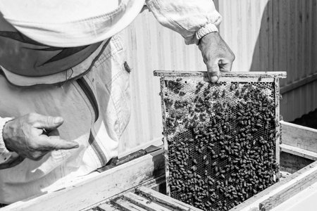 Winged bee slowly flies to beekeeper collect nectar on private apiary from live flowers, apiary consisting of village beekeeper, floret dust on bee legs, beekeeper for bees on background large apiaryの写真素材