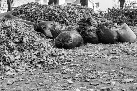 Photography on theme bags of leaves in forest on background natural nature, photo consisting of...