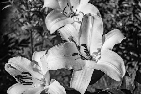 Fine wild growing flower lily liliaceae on background meadow, photo consisting of wild growing flower lily liliaceae to grass meadow, wild growing flower lily liliaceae at herb meadow countrysideの写真素材