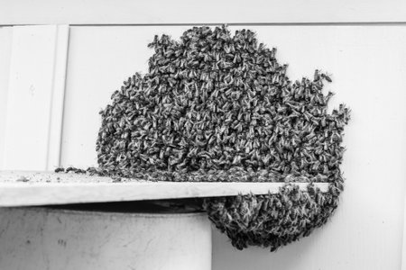 Winged bee slowly flies to beehive collect nectar on private apiary from live flowers, apiary consisting of village beehive, floret dust on bee legs, apiary it beehive for bees at background closeupの写真素材