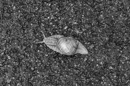 Big garden snail in shell crawling on wet road hurry home, snail Helix consists of edible tasty food coiled shell to protect body, natural joy animal snail in shell from slime can make nourishing creamの写真素材