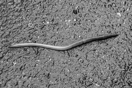 Gray earthworm it live bait for fishing isolated on dark background, photography consisting of striped gaunt earthworm at asphalt, natural beauty from nature is live organism in body insect earthwormの素材 [FY310202858193]