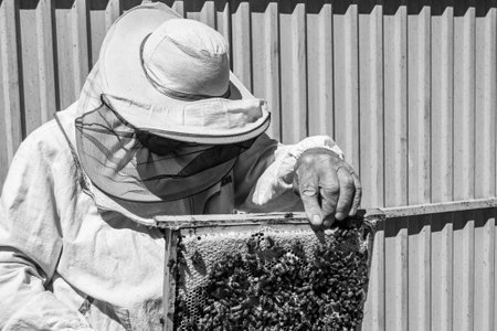 Winged bee slowly flies to beekeeper collect nectar on private apiary from live flowers, apiary consisting of village beekeeper, floret dust on bee legs, beekeeper for bees on background large apiaryの写真素材