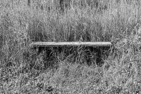 Photography on theme old wooden bench overgrown with grass on background natural nature, photo consisting from old wooden bench to grass, flat old wooden bench at grass this is countryside no peopleの写真素材