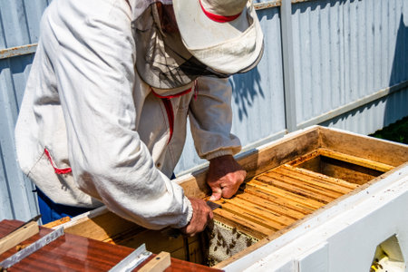Winged bee slowly flies to beekeeper collect nectar on private apiary from live flowers, apiary...