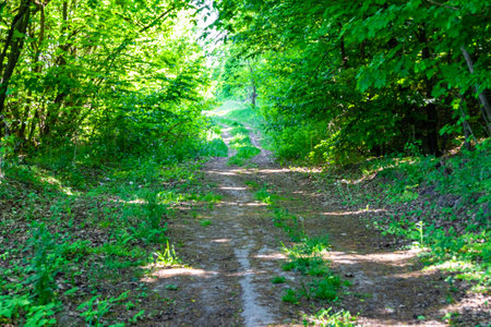 Photography on theme beautiful footpath in wild foliage woodland, photo consisting of rural footpath...