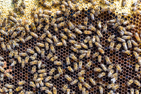 Abstract hexagon structure is honeycomb from bee hive filled with golden honey, honeycomb summer composition consisting of gooey honey from bee village, honey rural of bees honeycombs to countrysideの写真素材