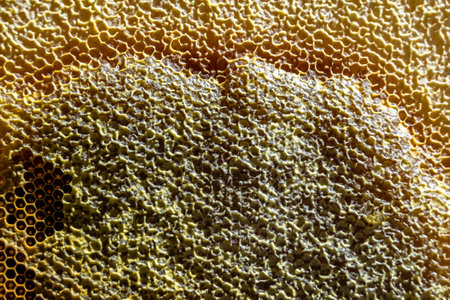 Drop of bee honey drip from hexagonal honeycombs filled with golden nectar, honeycombs summer composition consisting of drop natural honey, drip on wax frame bee, drop of bee honey drip in honeycombsの写真素材
