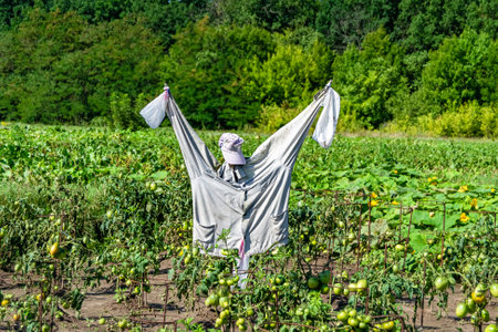 Scary scarecrow in garden discourages hungry birds, beautiful landscape consists of scary scarecrow on garden land, clear light sky over big forest, scary scarecrow in garden to protect large cropの写真素材