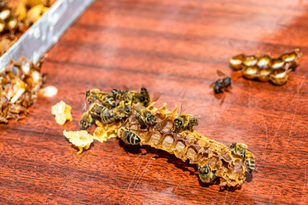 Abstract hexagon structure is honeycomb from bee hive filled with golden honey, honeycomb summer...