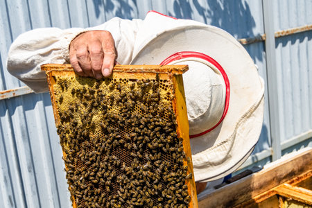 Winged bee slowly flies to beekeeper collect nectar on private apiary from live flowers, apiary...
