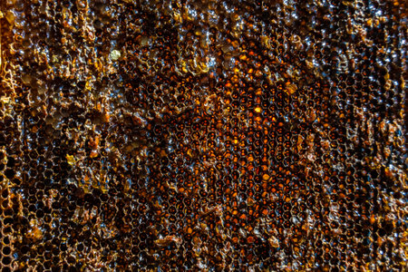 Drop of bee honey drip from hexagonal honeycombs filled with golden nectar, honeycombs summer...