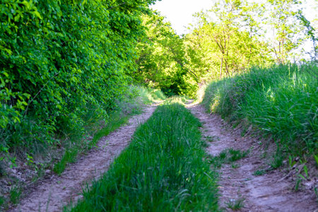 Photography on theme beautiful footpath in wild foliage woodland, photo consisting of rural footpath to wild foliage woodland without people, footpath at wild foliage woodland this is natural natureの写真素材