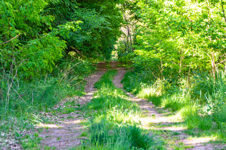 Photography on theme beautiful footpath in wild foliage woodland, photo consisting of rural footpath...