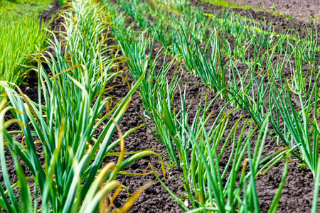 Photography on theme beautiful onion vegetable plant with napiform skin, photo consisting of onion vegetable plant outdoor in rural, onion vegetable plant to big ground field planted by working farmerの写真素材