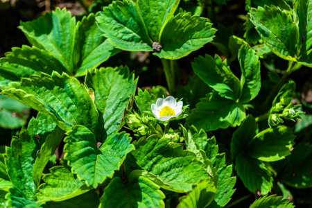 Photography on theme beautiful berry branch strawberry bush with natural leaves, photo consisting of berry branch strawberry bush outdoors in rural, floral berry branch strawberry bush in big gardenの写真素材