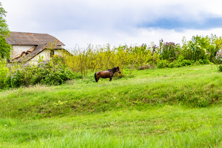 Beautiful wild brown horse stallion on summer flower meadow, equine eating green grass, horse stallion with long mane portrait in standing position, equine stallion outdoors, big horse equinesの写真素材