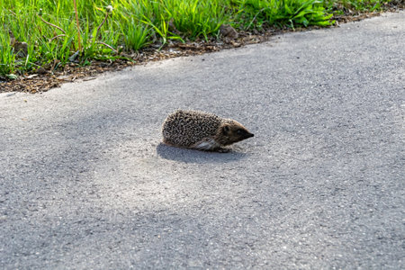 Photography on theme beautiful prickly little hedgehog goes into dense wild forest, photo consisting of prickly baby hedgehog outdoor in rural, prickly small hedgehog running fast on dark big car roadの写真素材