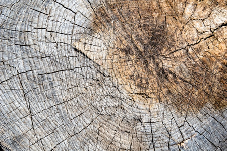 Beautiful wooden fracture old oak, natural texture close up, texture consisting of old surface wooden fracture oak, striped texture wooden old oak, decorative tabby fracture for wallpaper backgroundの写真素材
