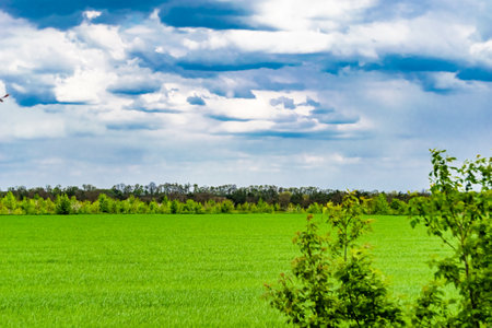 Beautiful horizon scenery in village meadow on color natural background, photography consisting of...