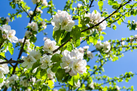 Photography on theme beautiful fruit branch apple tree with natural leaves under clean sky, photo...