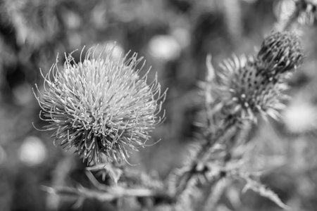 Beautiful growing flower root burdock thistle on background meadow, photo consisting from growing flower root burdock thistle to grass meadow, growing flower root burdock thistle at meadow countrysideの写真素材