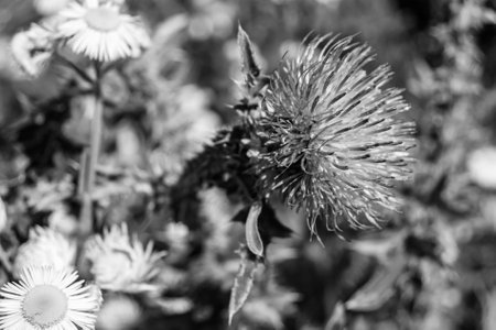 Beautiful growing flower root burdock thistle on background meadow, photo consisting from growing flower root burdock thistle to grass meadow, growing flower root burdock thistle at meadow countrysideの写真素材