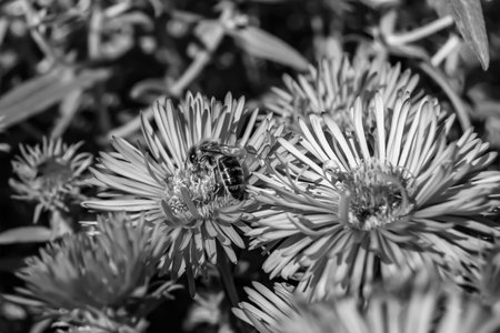 Beautiful wild flower winged bee on background foliage meadow, photo consisting from wild flower bee slowly flies to grass meadow collect nectar for honey, wild flower bee at herb meadow countrysideの写真素材