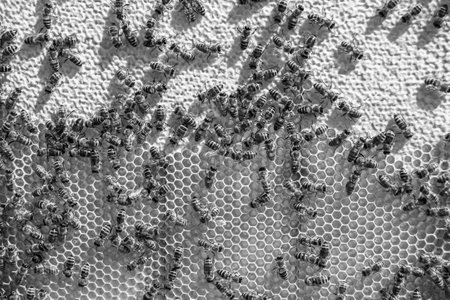 Abstract hexagon structure is honeycomb from bee hive filled with golden honey, honeycomb summer composition consisting of gooey honey from bee village, honey rural of bees honeycombs to countrysideの写真素材