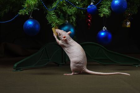 Decorative rat with toys and gifts at the Christmas tree.の写真素材