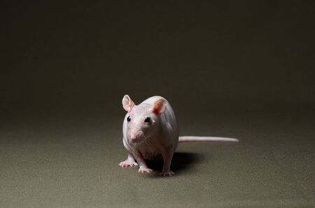 A small decorative white rat with black eyes sits on a dark background.の写真素材