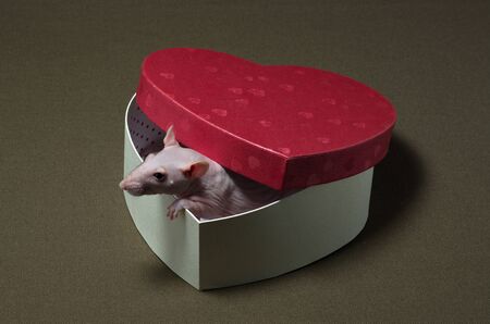 White decorative rat sitting in a festive box in the shape of a heart.の写真素材