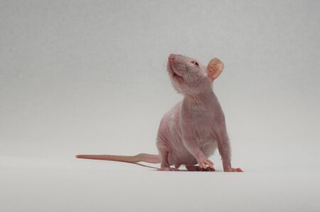 A small decorative white rat with red eyes sits on a gray background.の写真素材