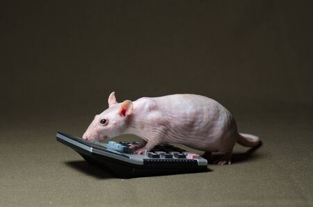 White decorative rat leading calculations on a calculator on a dark background.の写真素材