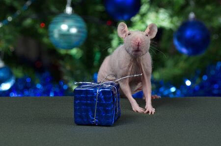 Decorative rat with toys and gifts at the Christmas tree.の写真素材