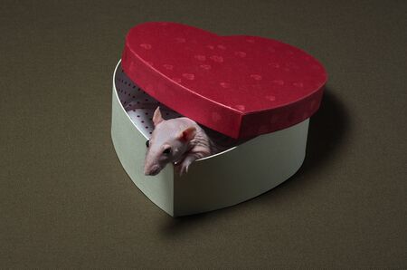 White decorative rat sitting in a festive box in the shape of a heart.の写真素材