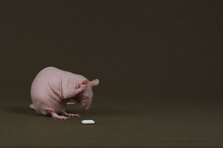 A decorative white rat eats chewing gum on a dark background.の写真素材