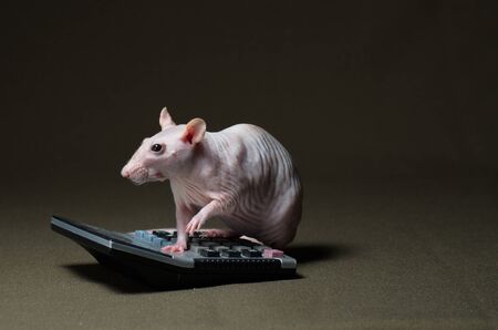 White decorative rat leading calculations on a calculator on a dark background.の写真素材