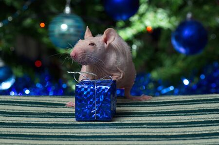 Decorative rat with toys and gifts at the Christmas tree.の写真素材